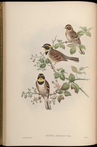 Euspiza elegans = Emberiza elegans de John Gould